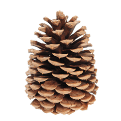 Natural Pinecone
