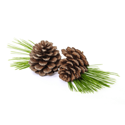 Pinecones