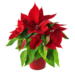 Poinsettia Bushes