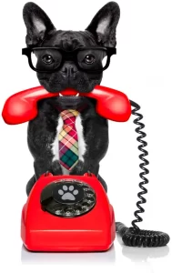 Personalized Services - Contact Us Dog