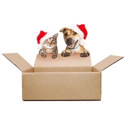 Cat Dog Packing SQ