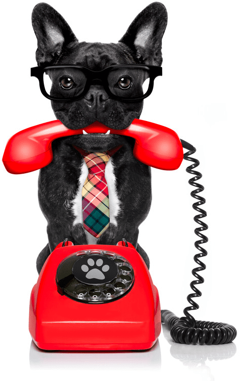 Contact Us Frenchie With Red Phone